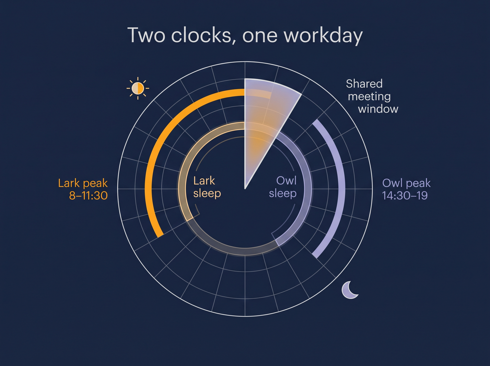 Radial 24-hour dial comparing a lark sleeping 22:30 to 6:30 and an owl sleeping 1:30 to 9:30, with the lark's peak from 8:00 to 11:30, the owl's peak from 14:30 to 19:00, and a shared meeting window from 11:00 to 13:00 where both are awake and alert